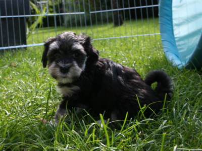 Bichon Havanais hvalpe hos Kennel Miki Nanoq
